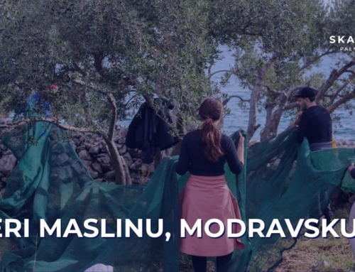 Kada Modrave zamirišu na masline – idemo u berbu!